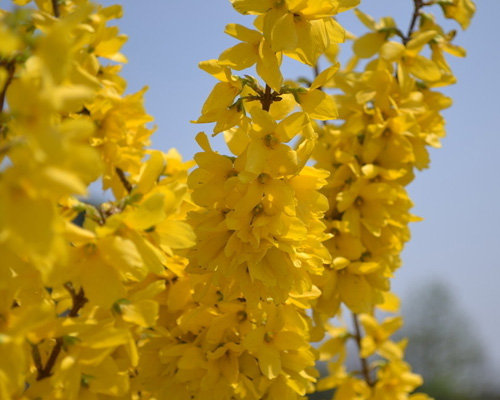 Forsythia Suspensa Seeds Naturix Seeds