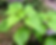 Thumbnail: Boehmeria nivea / Ramie / China grass / Chinese silk plant / Chinese silkp seeds