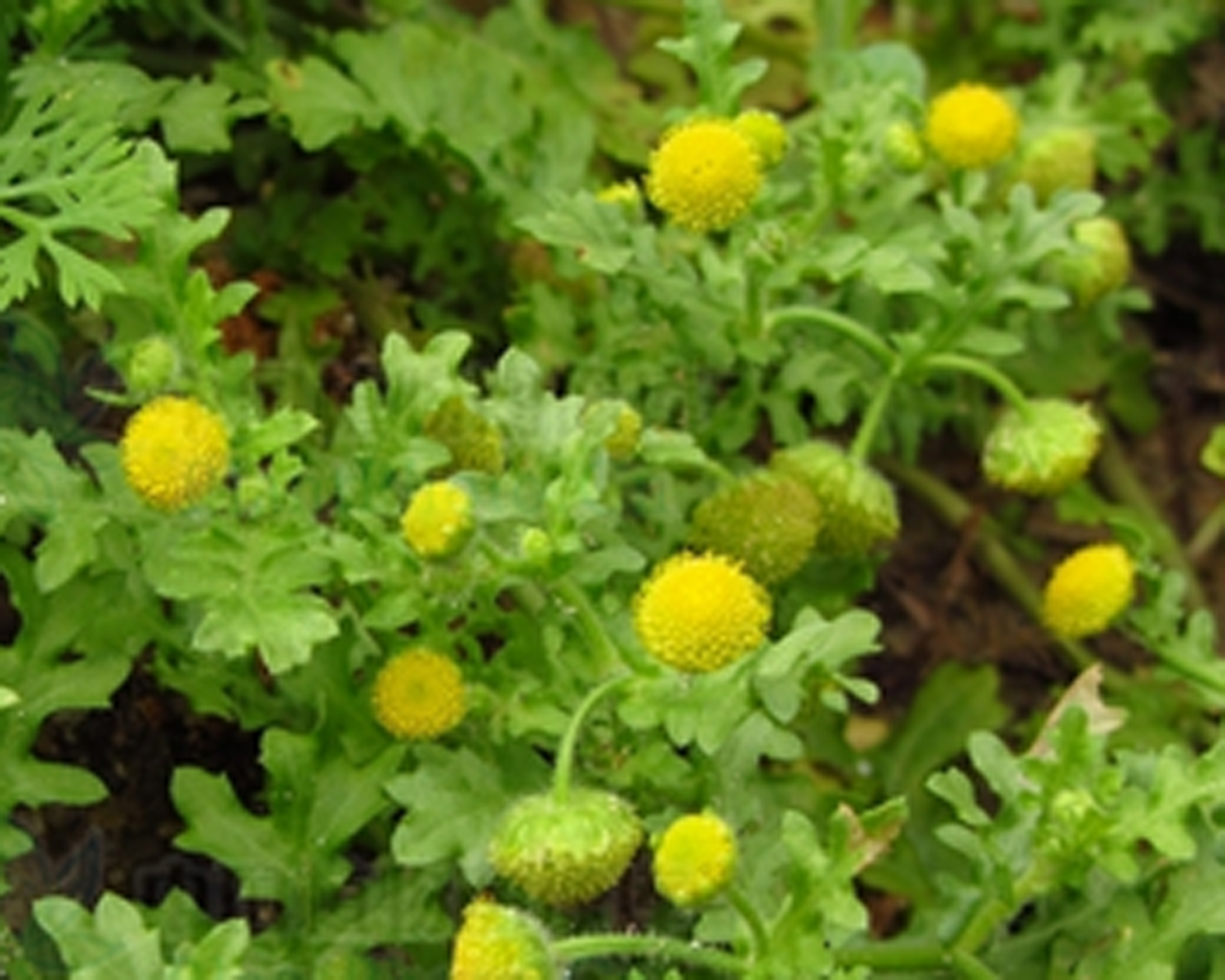 Grangea maderaspatana seeds