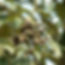 Sophora japonica