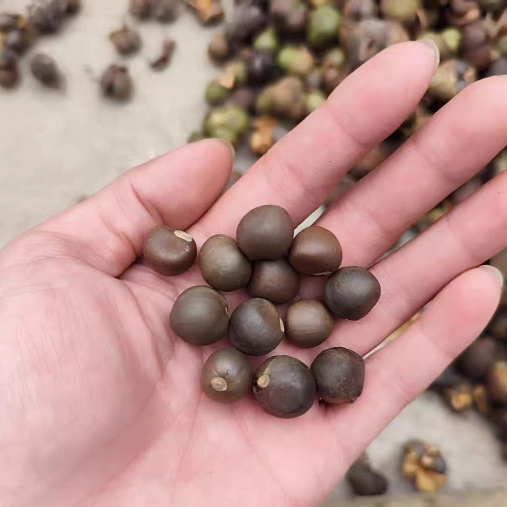Tea Plant Seeds (Camellia sinensis) Premium Beverage