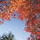 Thumbnail: Liquidambar formosana