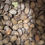 Thumbnail: Cynometra ramiflora / Mangrove Bean / Monkey Pod