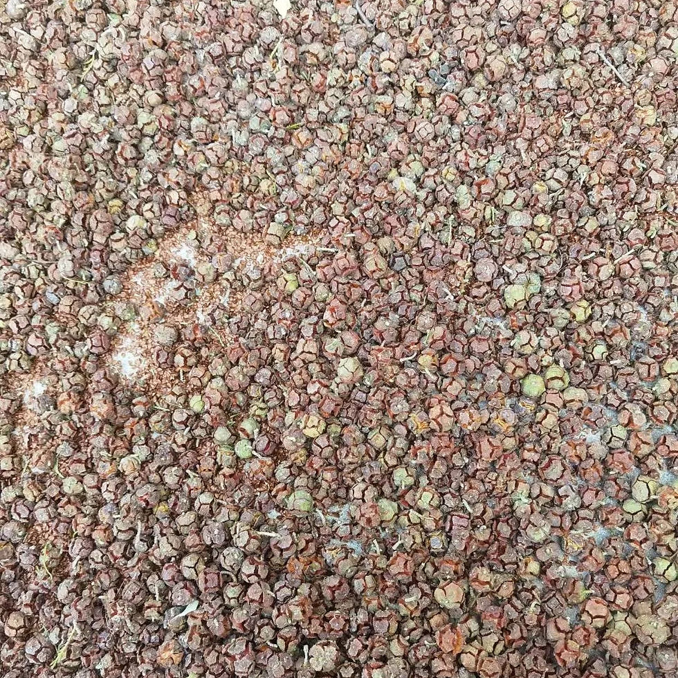 Thumbnail: Chinese Weeping Cypress Seeds (Cupressus funebris) Premium Timber