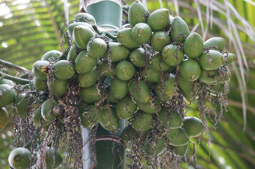 Areca catechu
