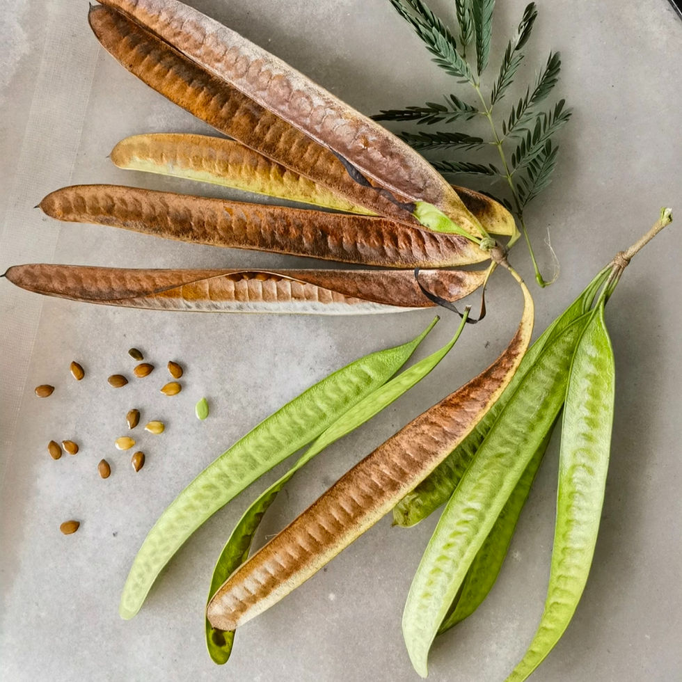 Thumbnail: Lead Tree Seeds (Leucaena leucocephala) – Fast-Growing Multipurpose