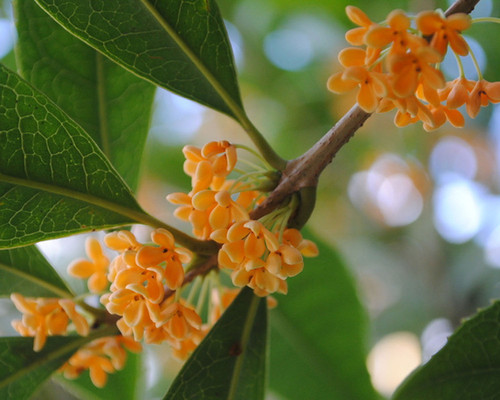 Osmanthus fragrans cv. aurantiacus seeds | Naturix Seeds