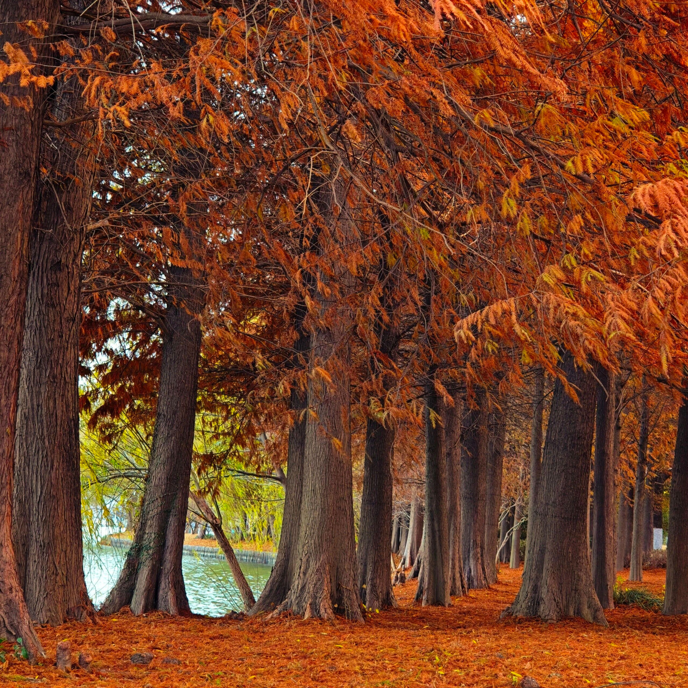 Dawn Redwood Seeds (Metasequoia glyptostroboides)