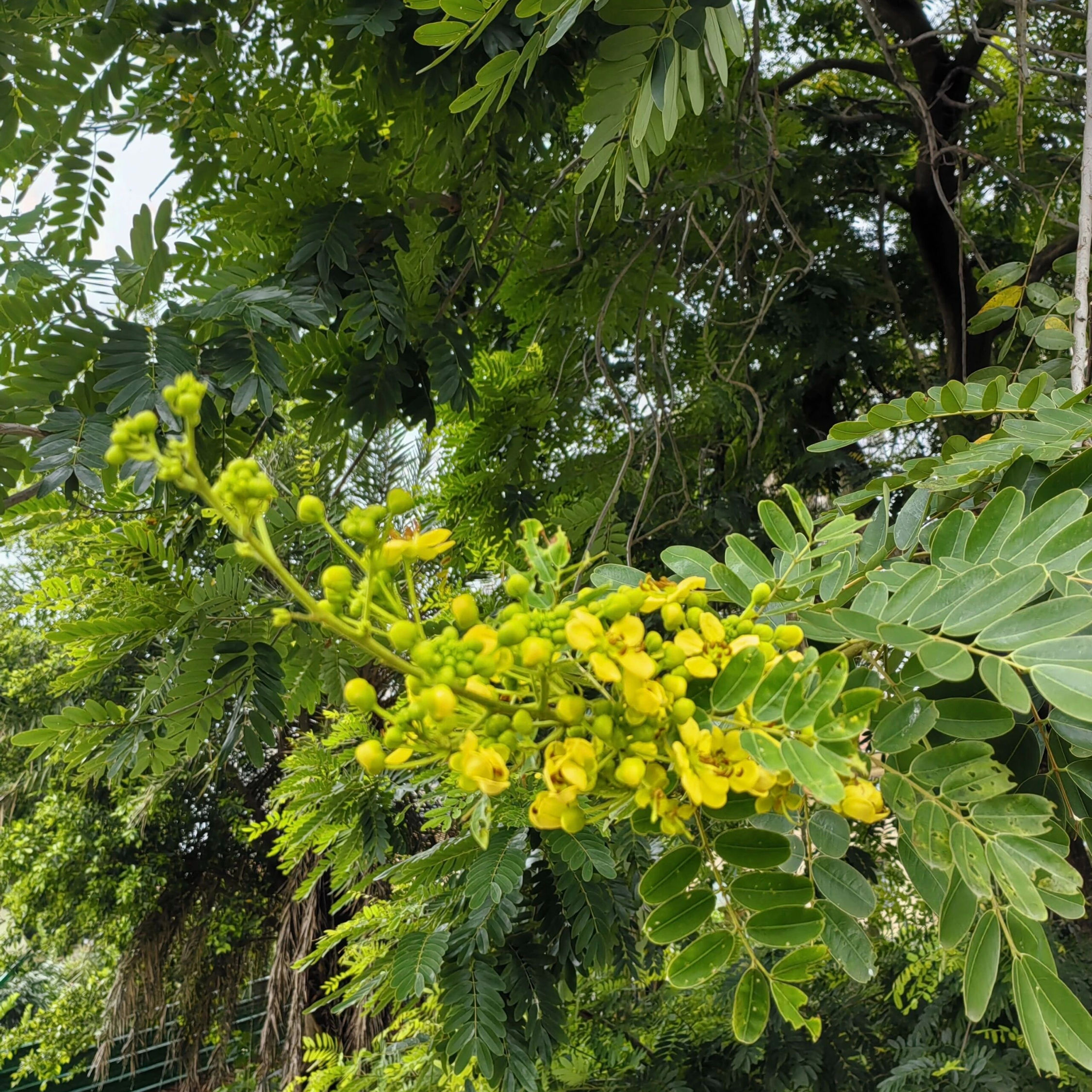 Kassod Tree Seeds (Cassia siamea) Fast-Growing Multipurpose Tree