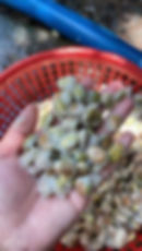 Thumbnail: Lansium domesticum / Langsat / Duku / Lanzones seeds