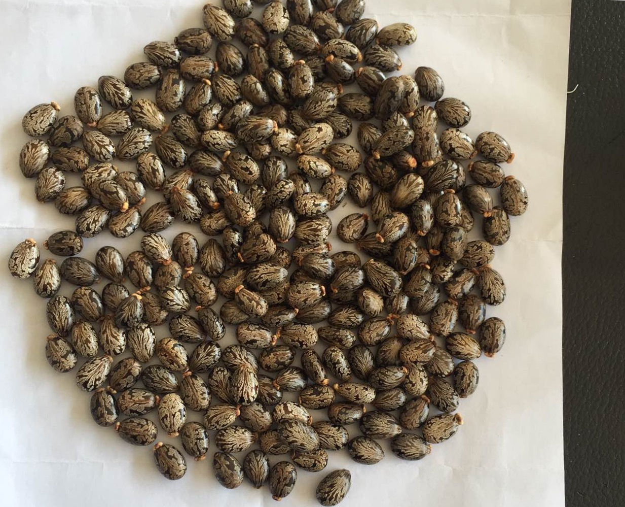 Ricinus communis seeds