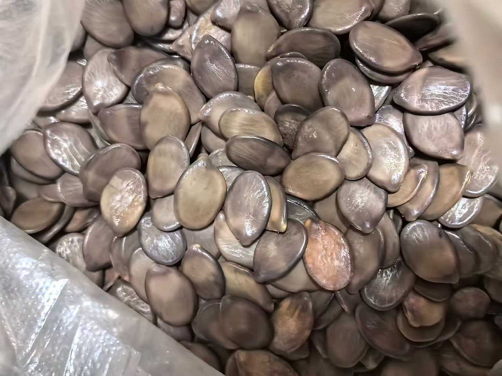 Thumbnail: Cynometra ramiflora / Mangrove Bean / Monkey Pod