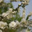 Thumbnail: Armeniaca sibirica