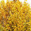 Thumbnail: Firmiana platanifolia