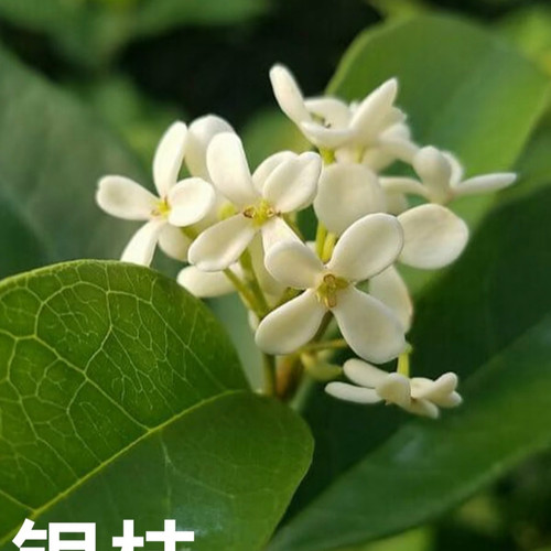 Silver Sweet Osmanthus Seeds (Osmanthus fragrans cv. Latifolius
