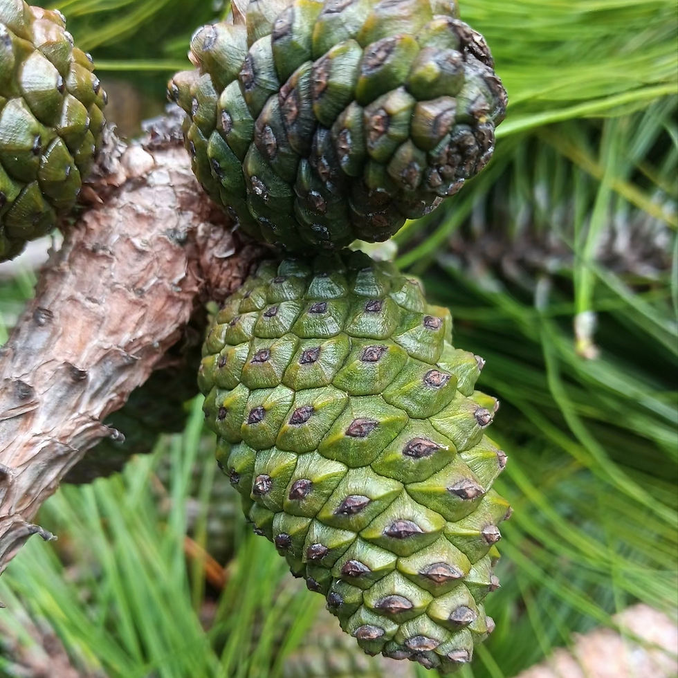 Thumbnail: Masson's Pine Seeds (Pinus massoniana) Fast-Growing Timber & Resin Tree