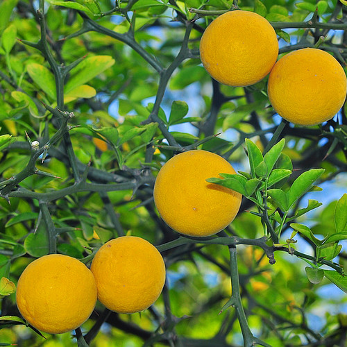 Poncirus trifoliata Naturix Seeds