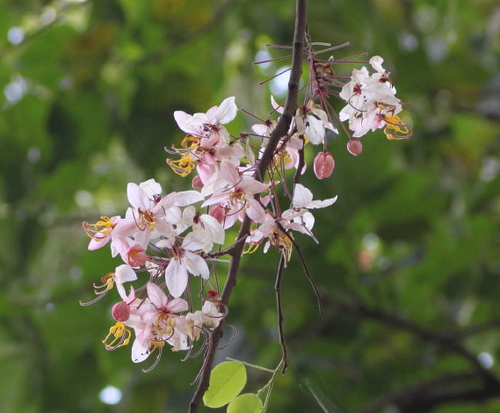 Cassia bakeriana seeds | Naturix Seeds