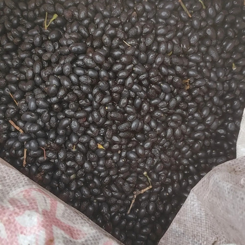 Japanese Cinnamon Seeds (Cinnamomum japonicum) for Aromatic