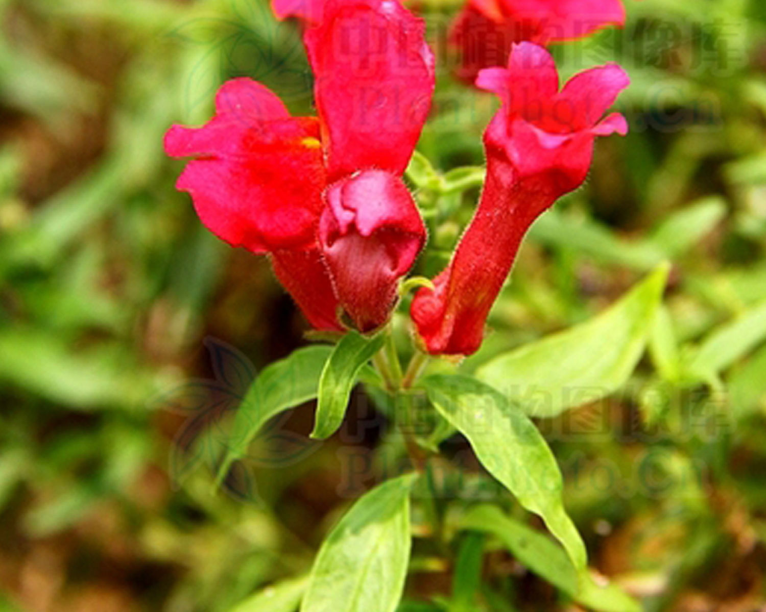 snapdragon - red