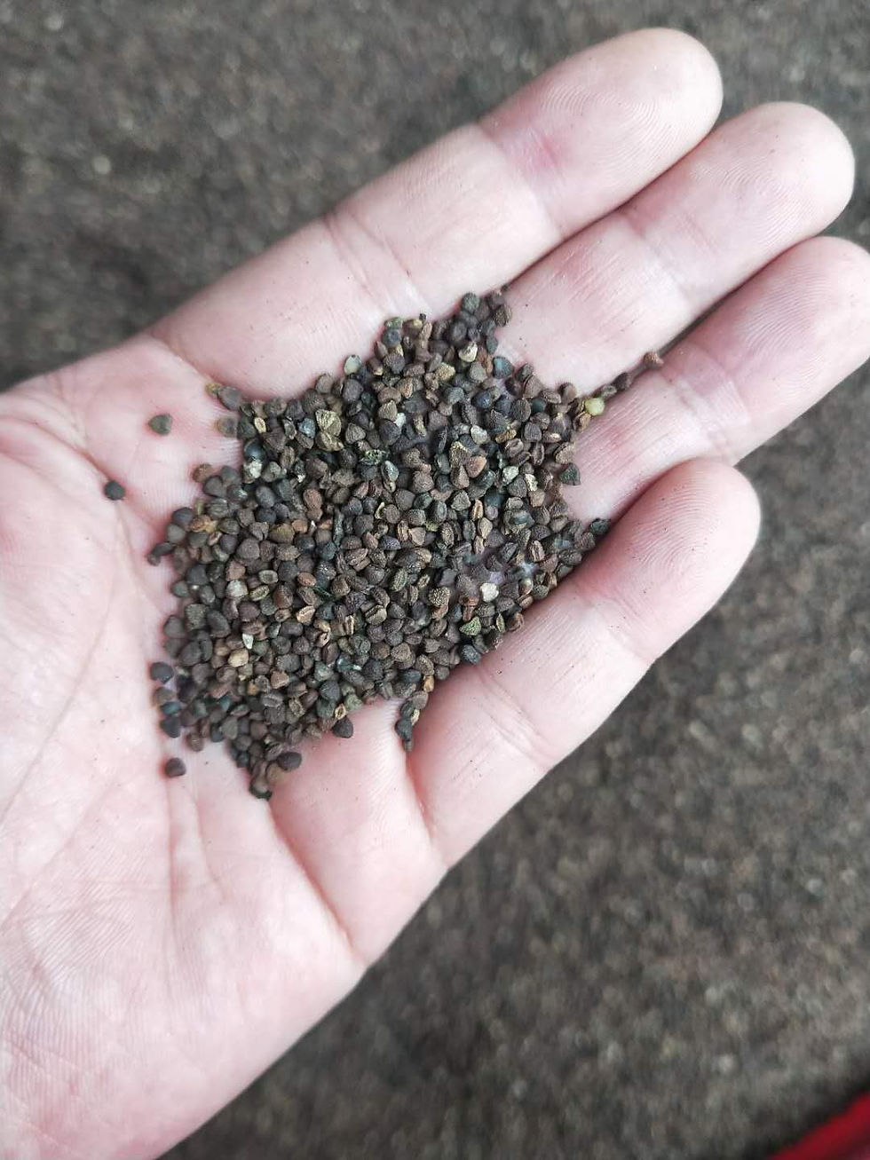 Thumbnail: Gynostemma pentaphyllum seeds