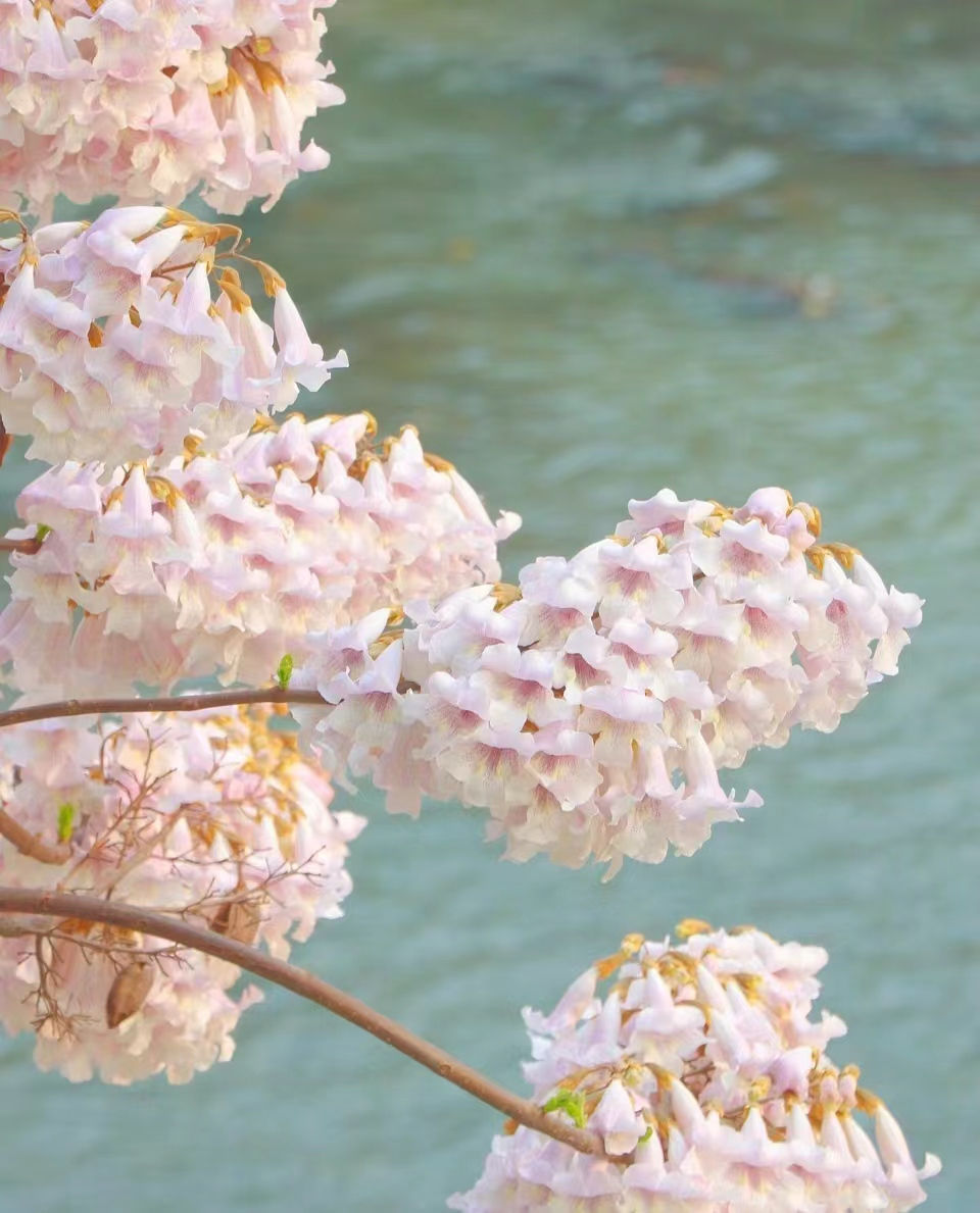 Thumbnail: Paulownia fortunei seeds
