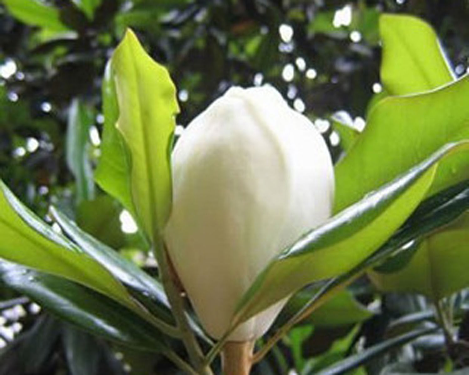 Magnolia grandiflora seeds