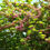 Thumbnail: Weigela florida