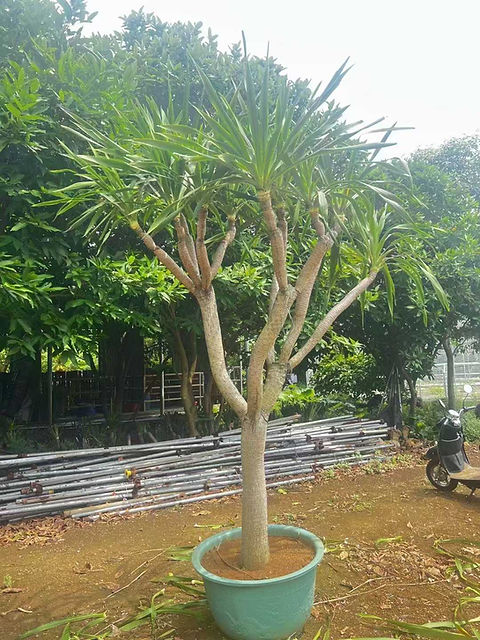 Dracaena draco Dragon Tree/ Canary Islands Dragon Tree seeds | Naturix Seeds