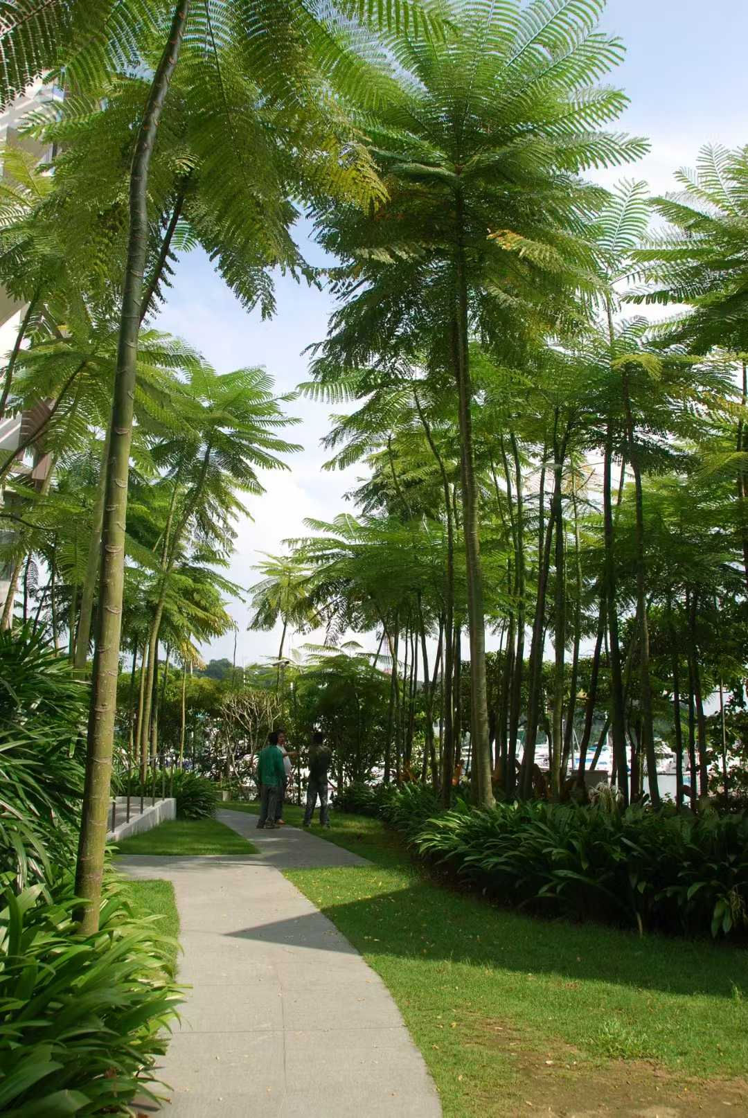 Cynometra ramiflora / Mangrove Bean / Monkey Pod