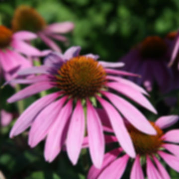 Eschscholtzia californica