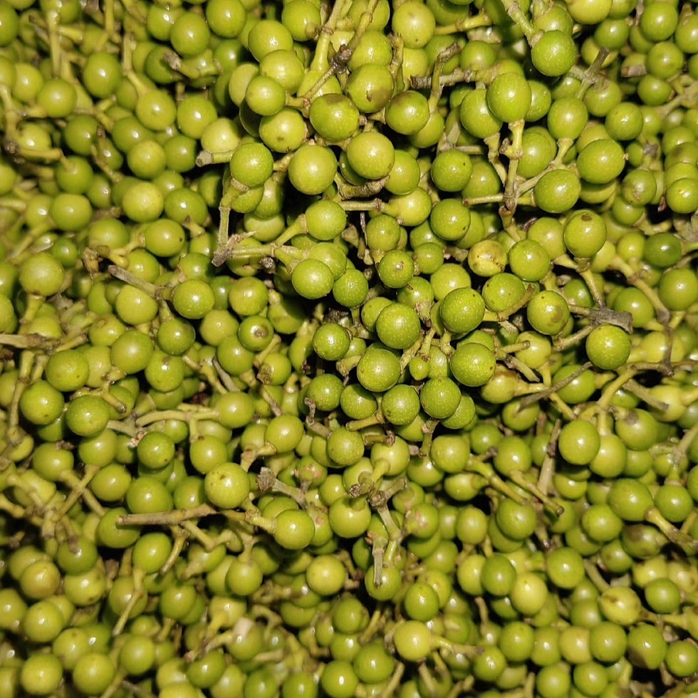 Thumbnail: Litsea cubeba May Chang Seeds for Spice & Essential Oil