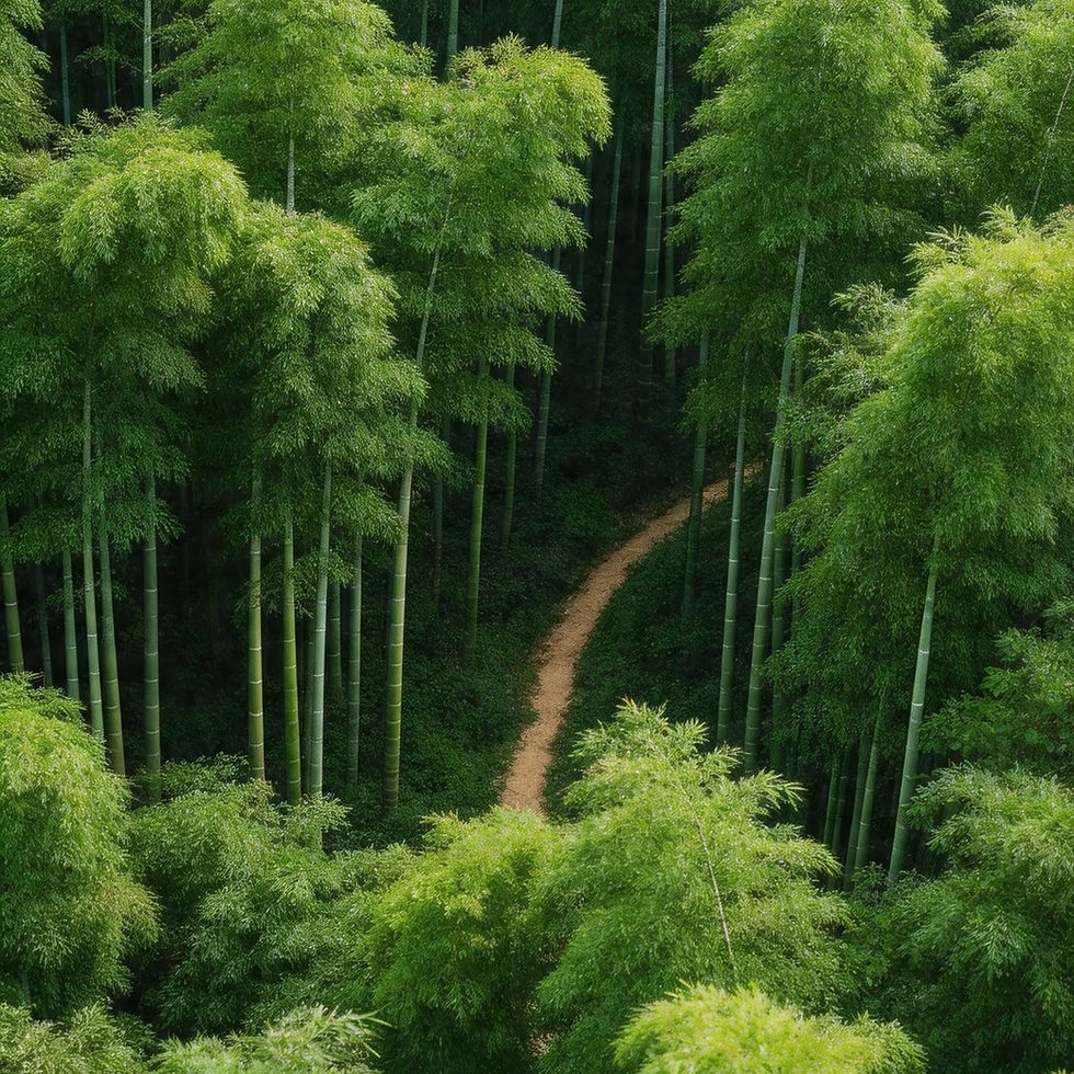 Thumbnail: Moso Bamboo Seeds (Phyllostachys edulis) Fast-Growing Giant Timber Bamboo