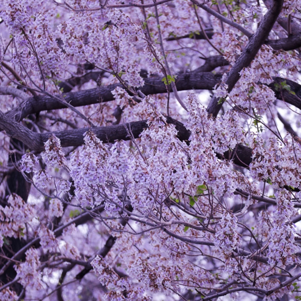 Thumbnail: Paulownia Elongata Seeds (Paulownia elongata) Fast Growing Timber Tree