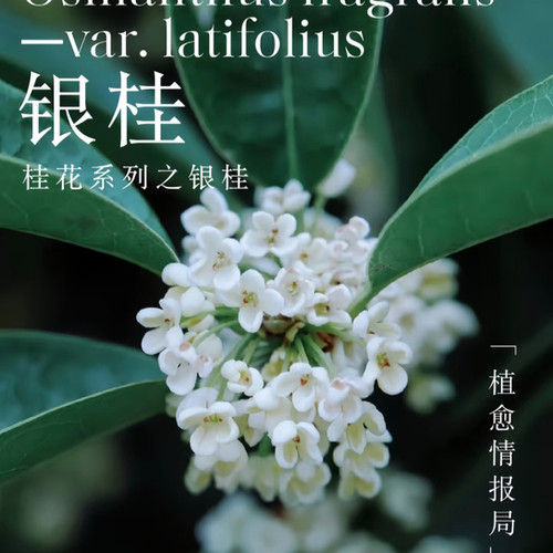 Silver Sweet Osmanthus Seeds (Osmanthus fragrans cv. Latifolius
