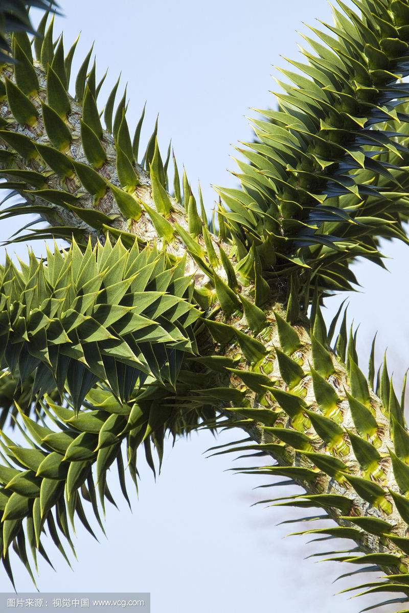 Thumbnail: Araucaria cunninghamii