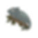 Lizard No.2 Cookie Cutter