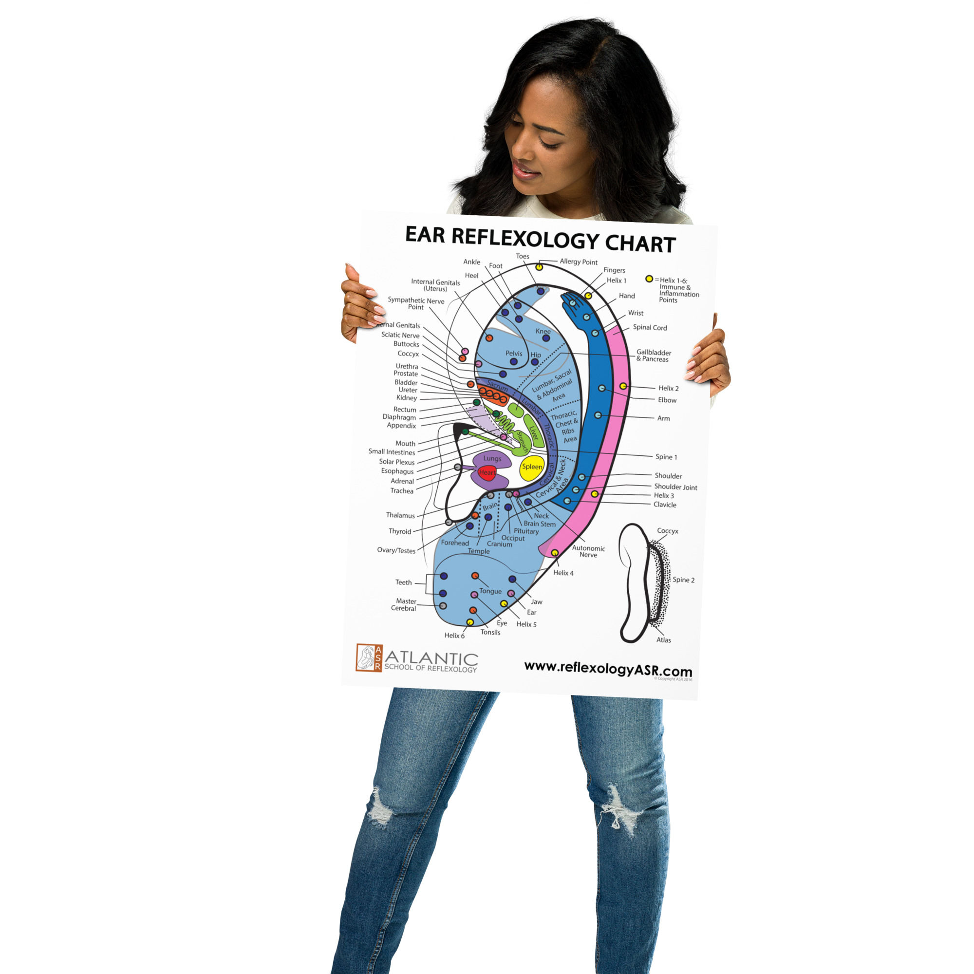 ear reflexology poster