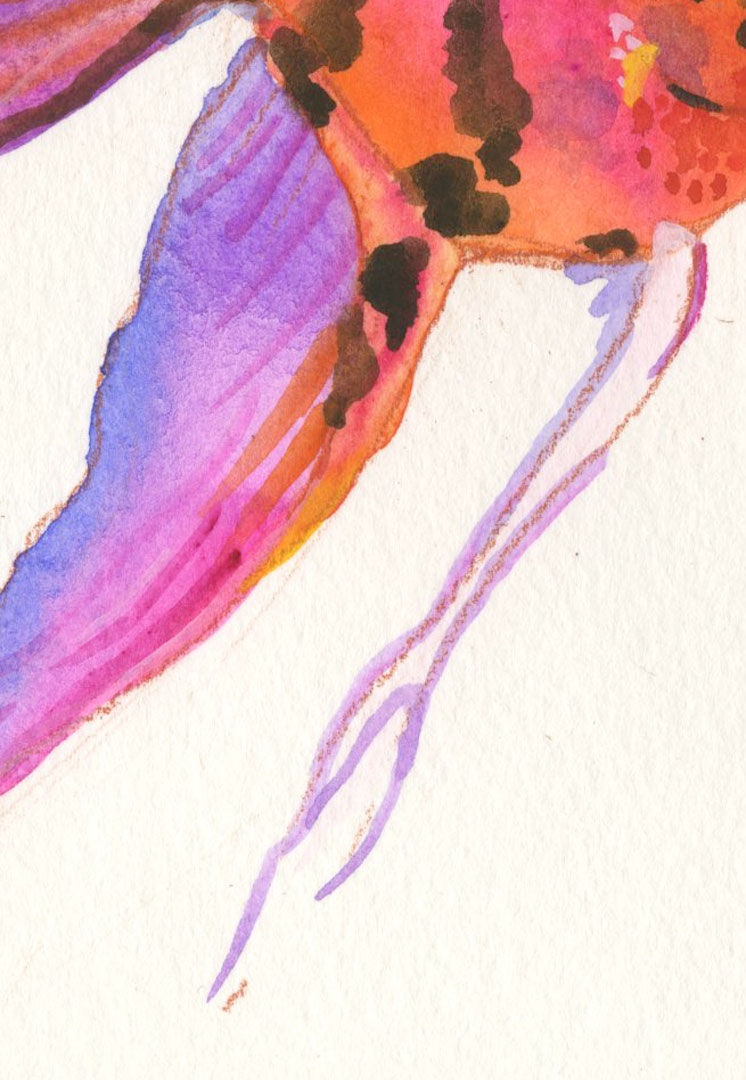 Thumbnail: Colorful Angelfish Original Watercolor Painting by Samantha Long
