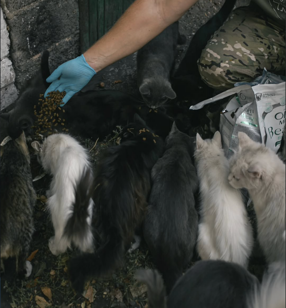 The veterinary project "Hospitails" summarizes 2025
