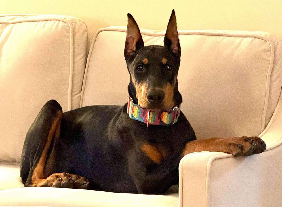 Doberman model puppy