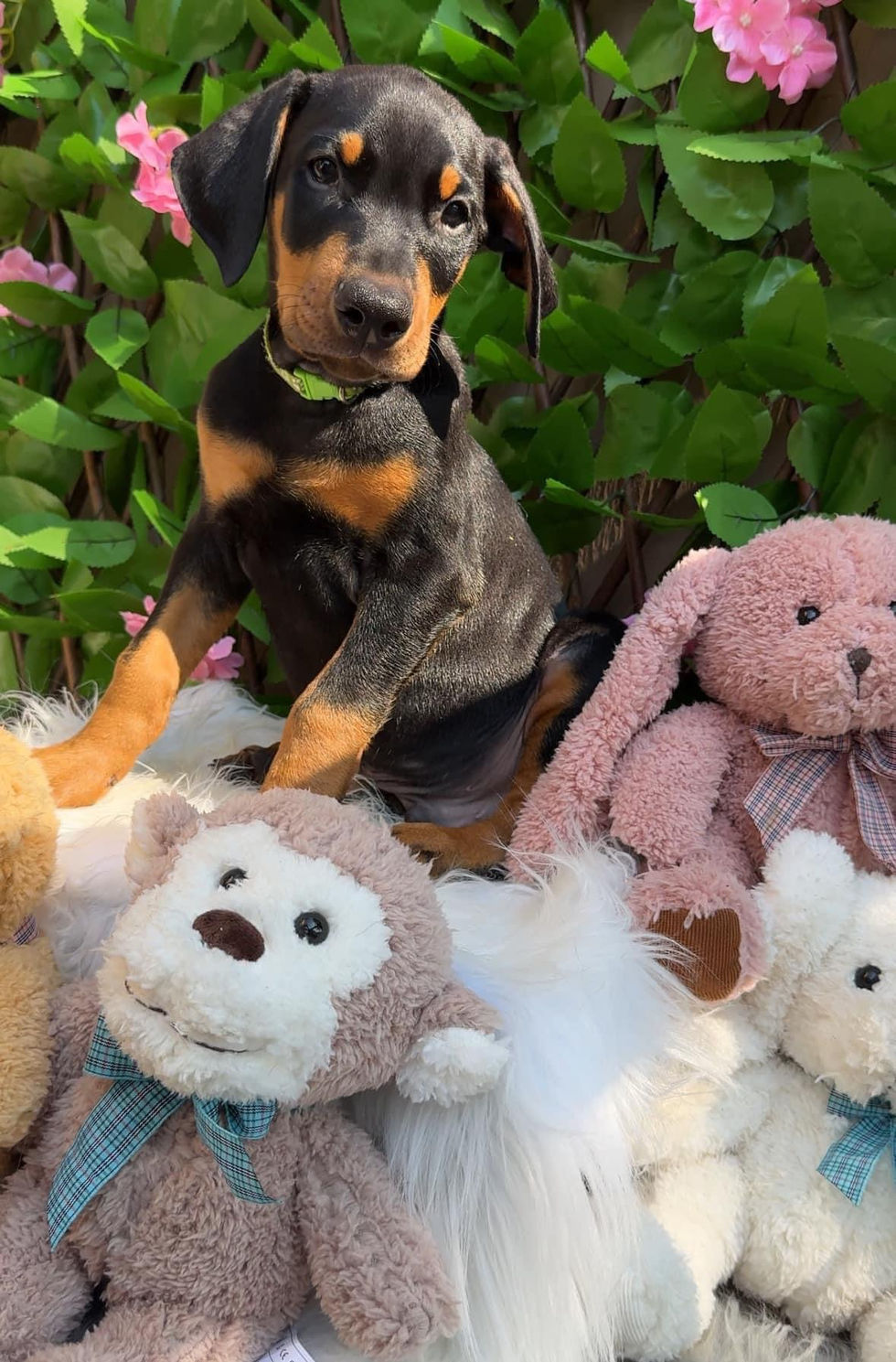 cute black and rust doberman puppy
