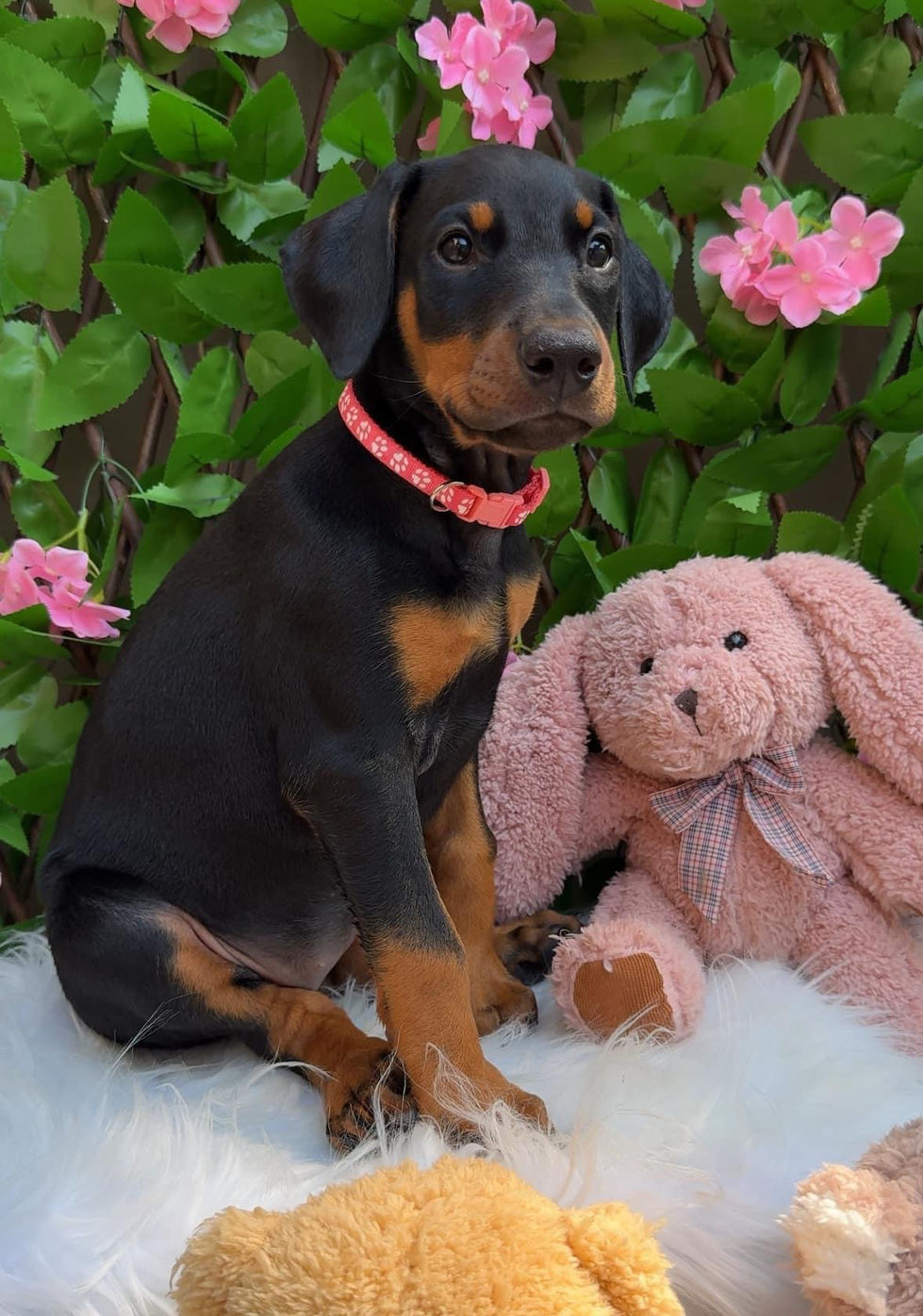 Doberman female