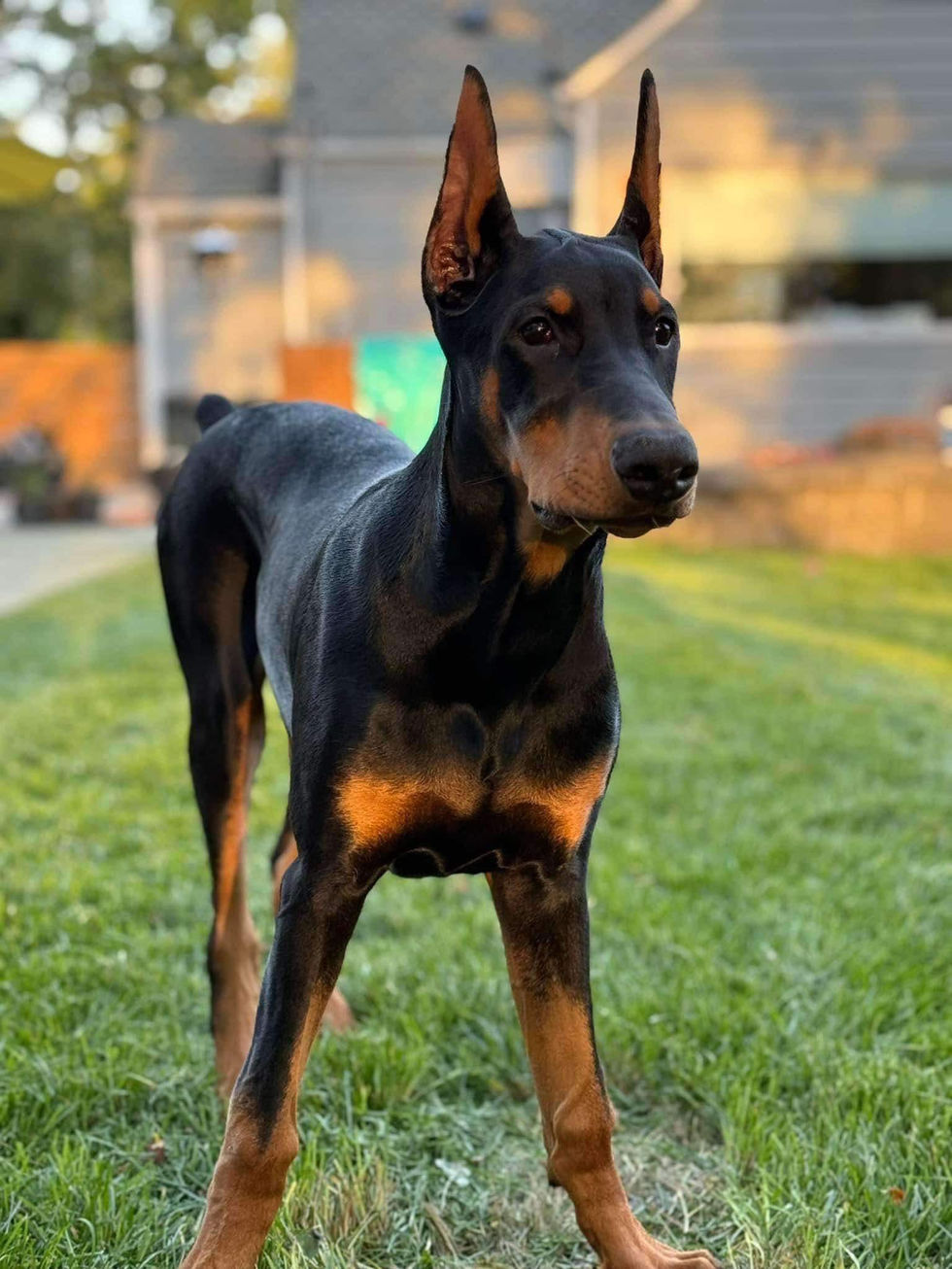 doberman male puppy