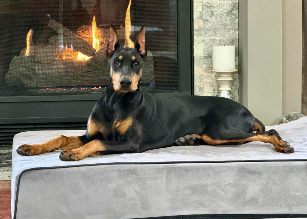 doberman posing by fireplace