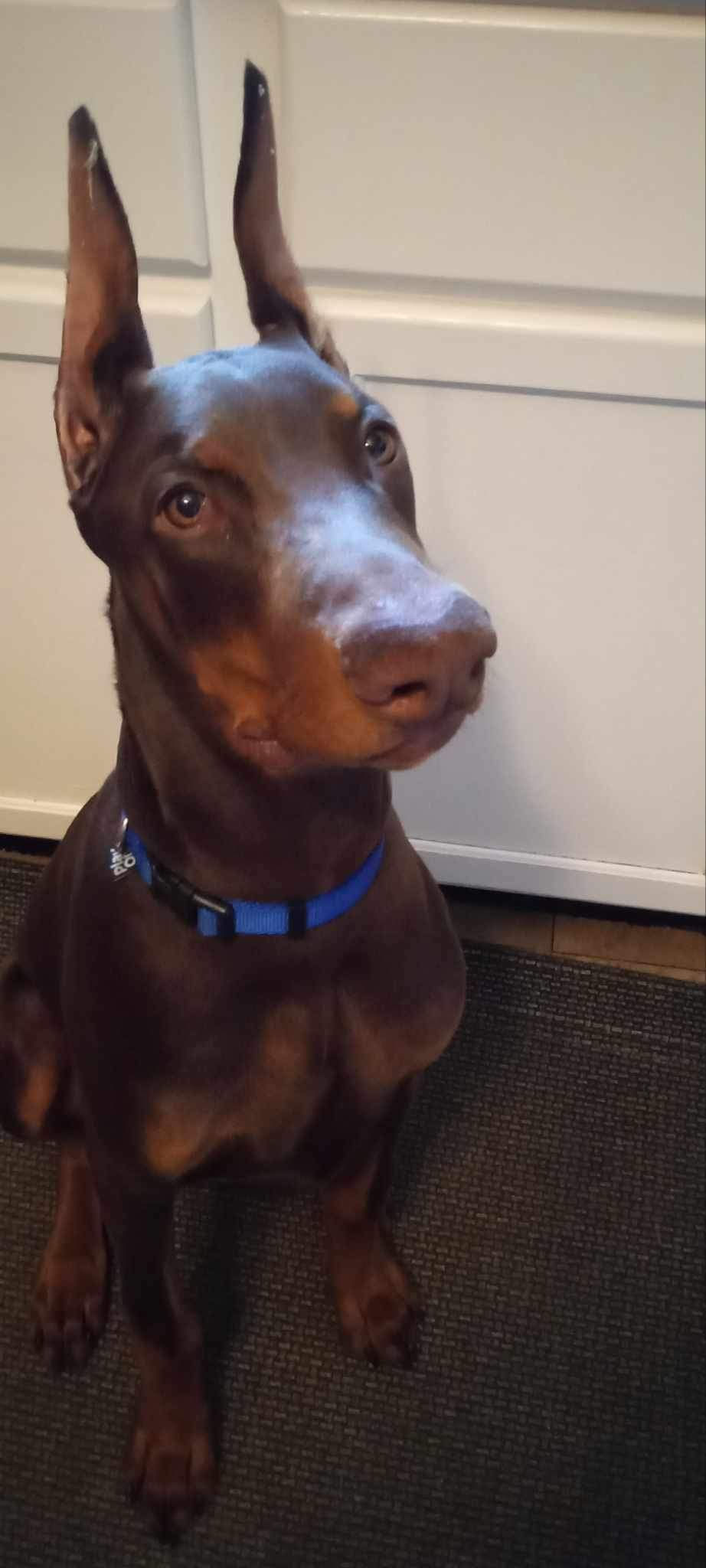 Red and rust or brown doberman puppy