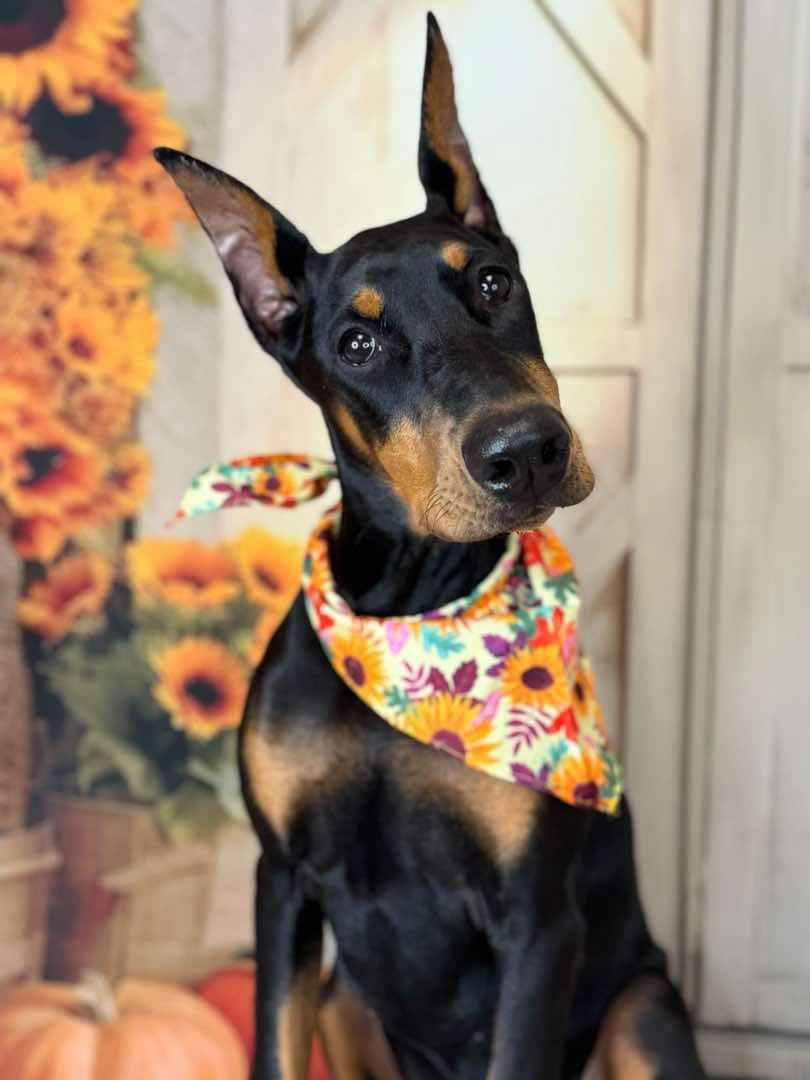 sunflower dobermans