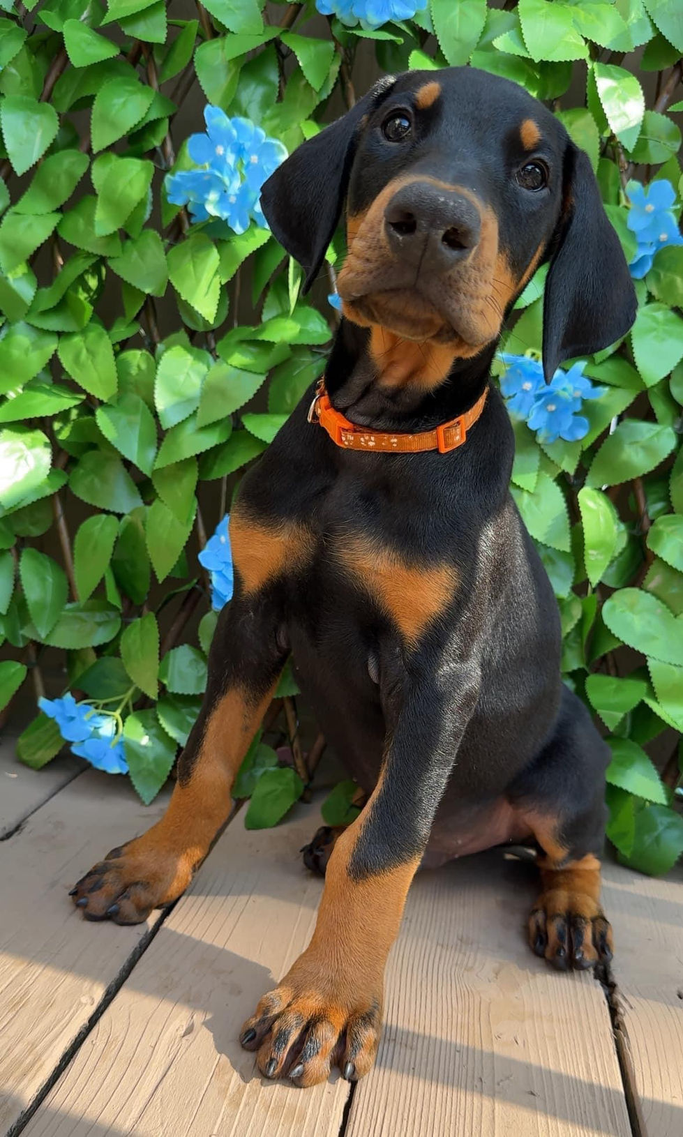 Large boy doberman puppy
