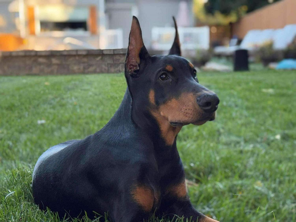black doberman pinscher male