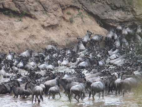 Your Guide to the Great Migration